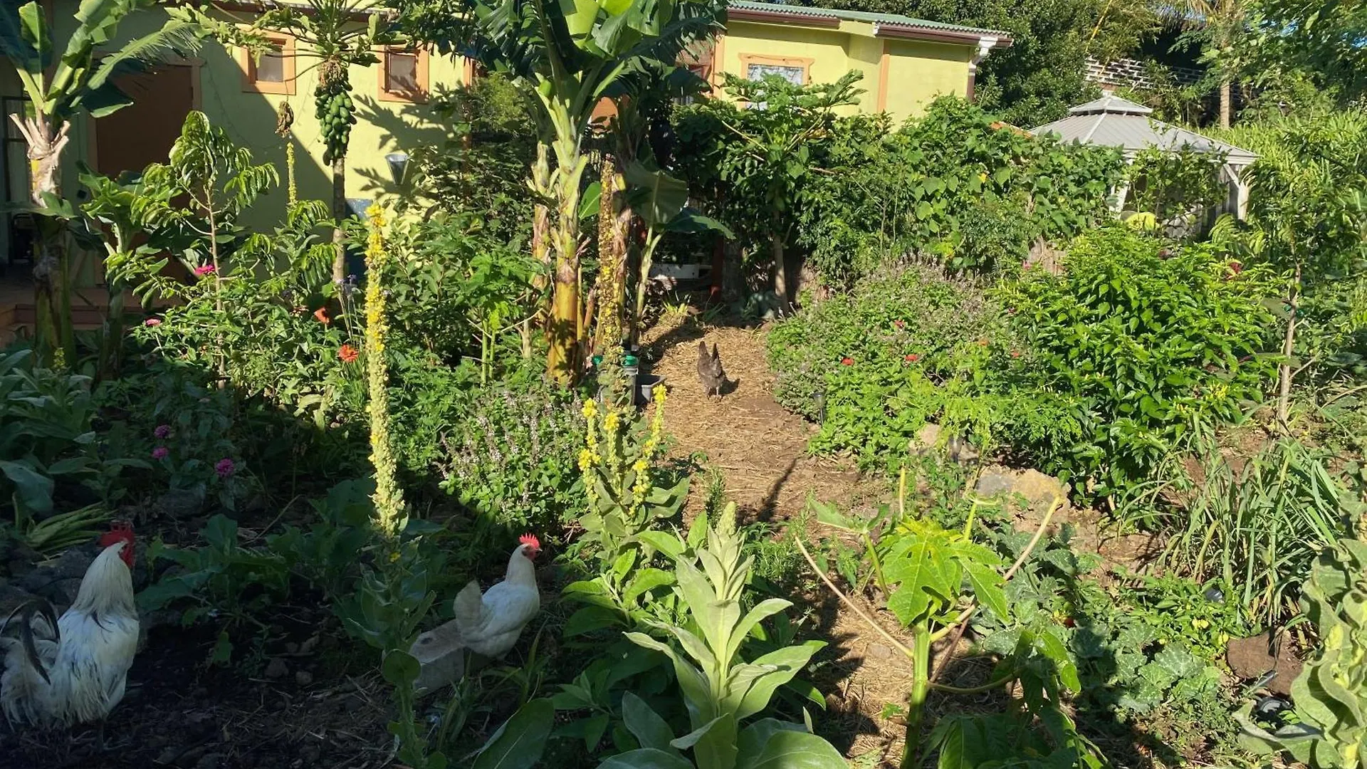 Bed & Breakfast Artsy Cabin On Organic Farm Naalehu United States