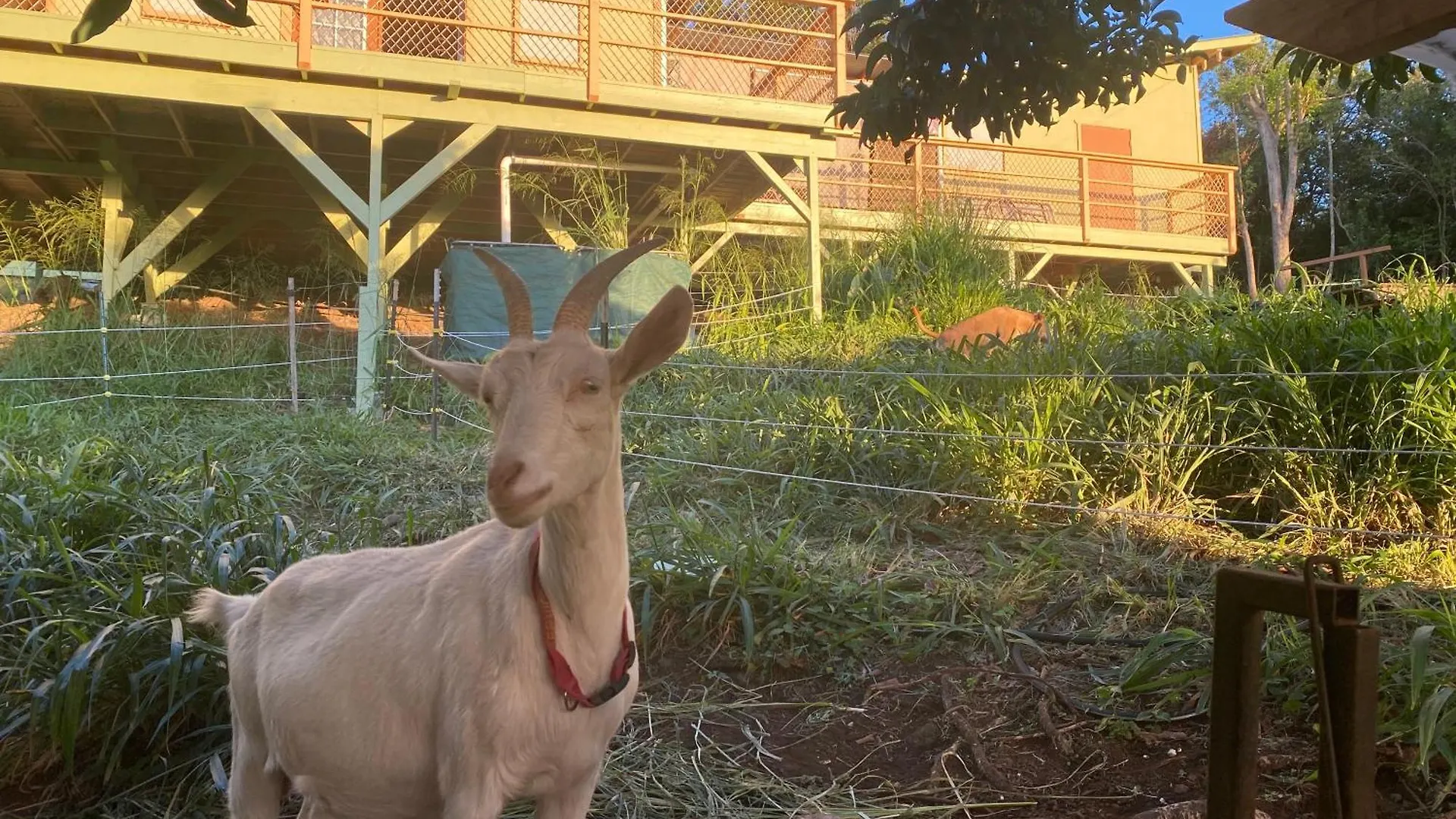 Artsy Cabin On Organic Farm Naalehu United States